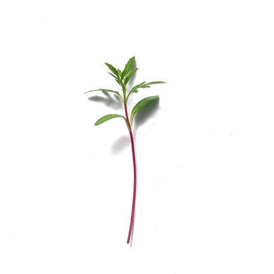Fekete menta