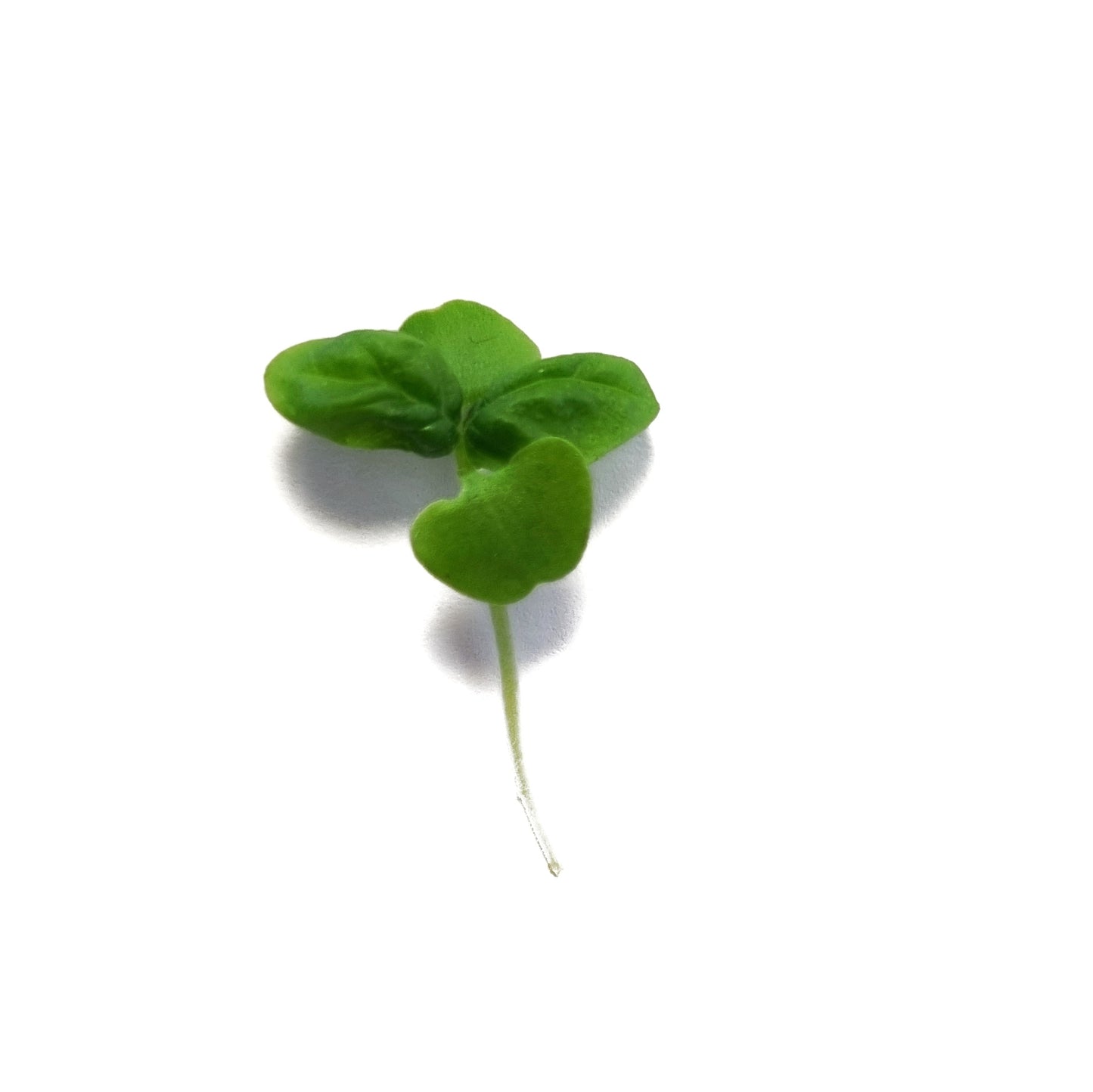 Bazsalikom