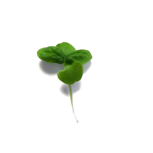 Bazsalikom