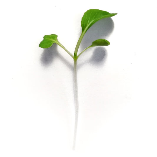 Pak Choi